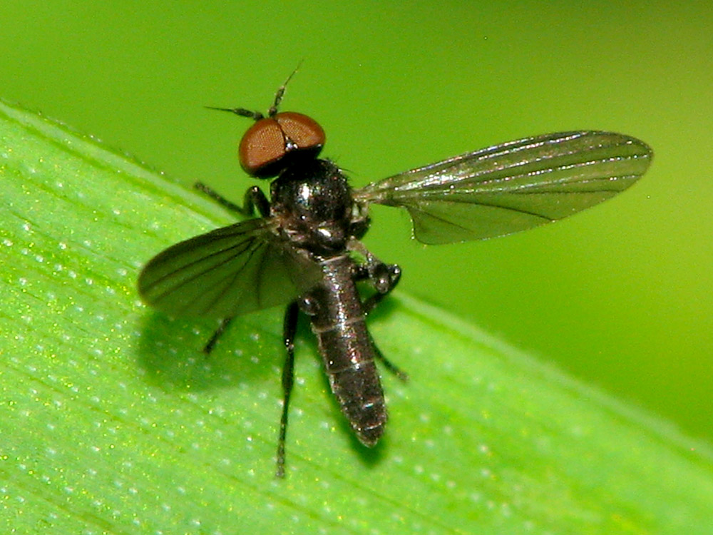 Bild Nr.15580 zum Vergrößern klicken Bild Nr.15580