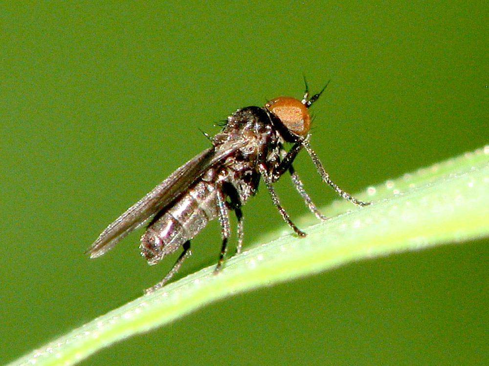 Bild Nr.15580 zum Vergrößern klicken Bild Nr.15580