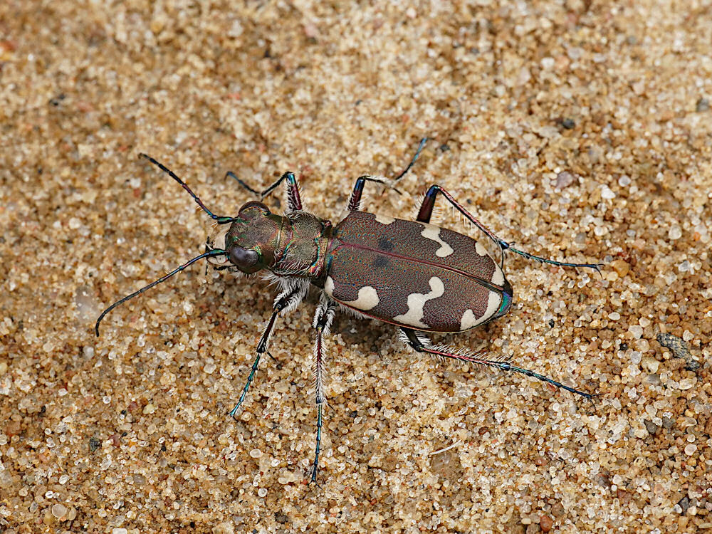 Bild Nr.05000 zum Vergrößern klicken Bild Nr.05000