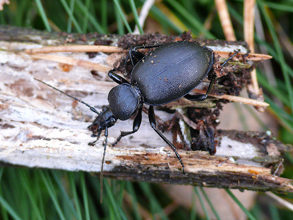 Bild Nr.05040 zum Vergrößern klicken Bild Nr.05040