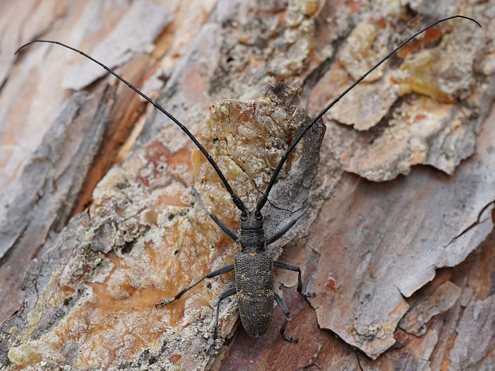 Bild Nr.07450 zum Vergrößern klicken Bild Nr.07450