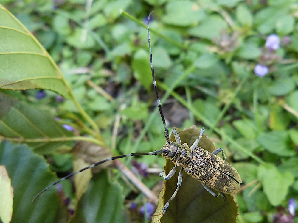 Bild Nr.07450 zum Vergrößern klicken Bild Nr.07450