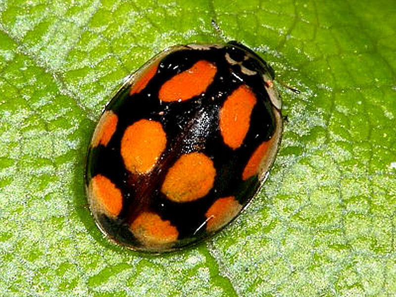 Bild Nr.12850 zum Vergrößern klicken Bild Nr.12850