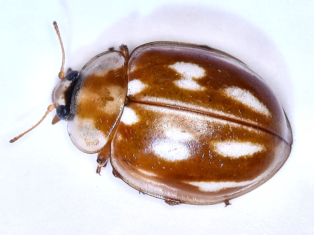 Bild Nr.13190 zum Vergrößern klicken Bild Nr.13190