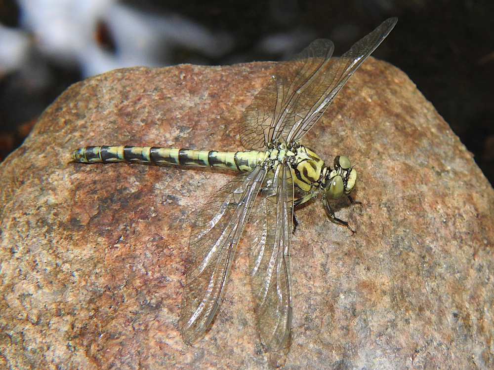 Bild Nr.0380 zum Vergrößern klicken Bild Nr.0380