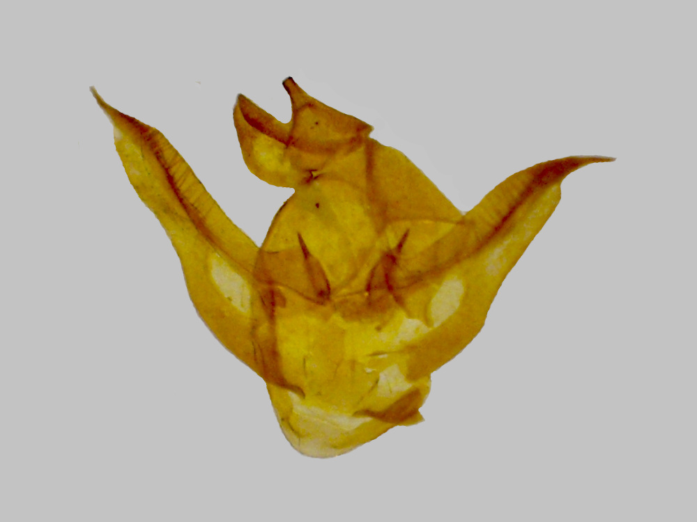 Bild Nr.07695 zum Vergrößern klicken Bild Nr.07695