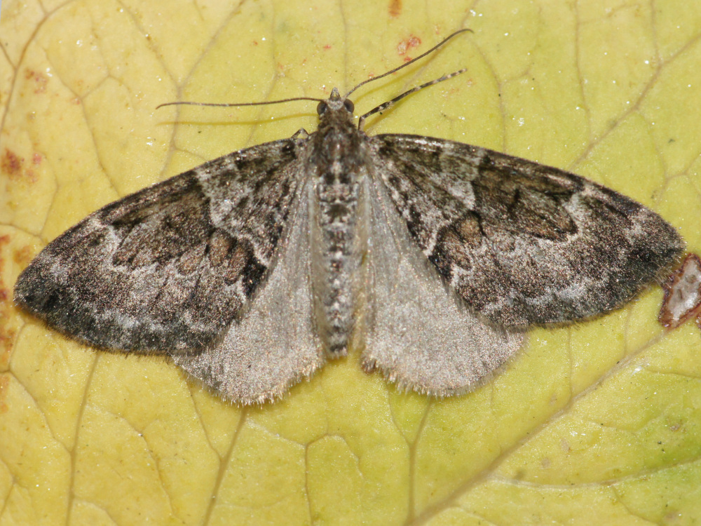 Bild Nr.08357 zum Vergrößern klicken Bild Nr.08357