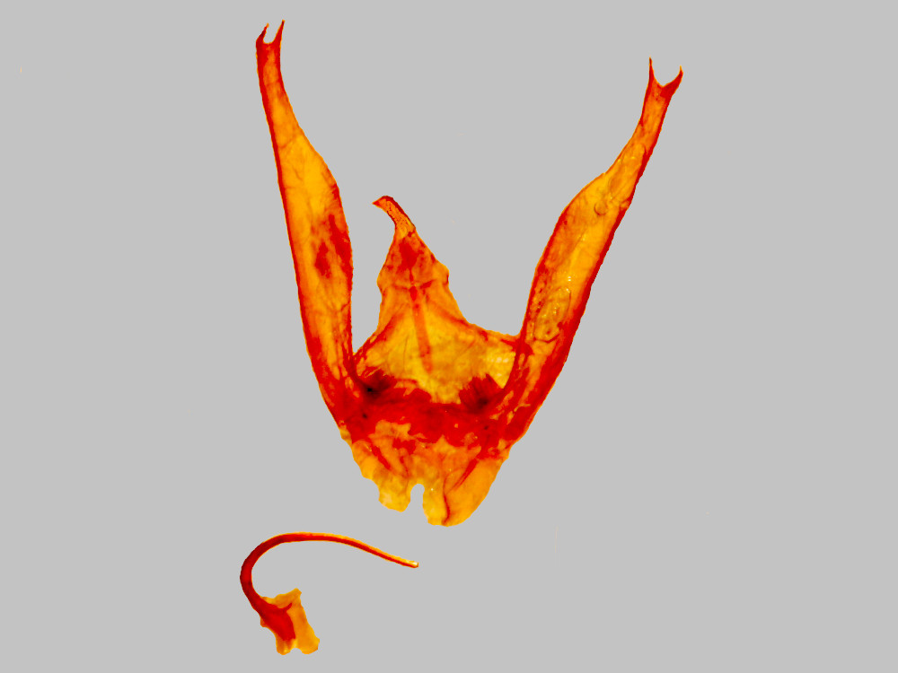 Bild Nr.08620 zum Vergrößern klicken Bild Nr.08620