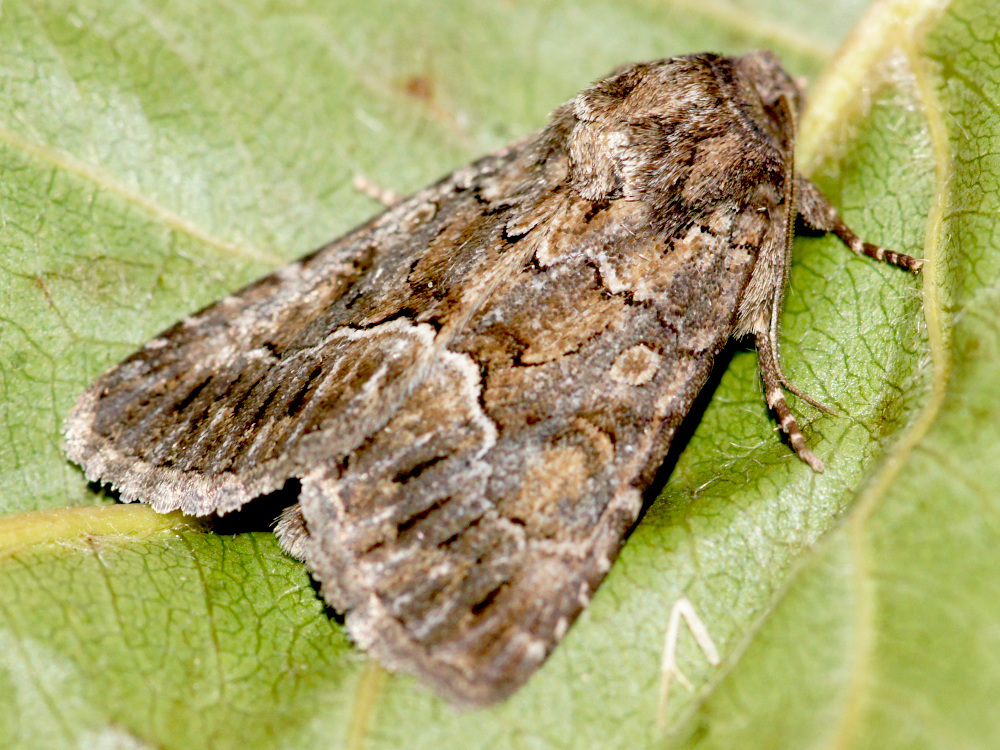 Bild Nr.09496 zum Vergrößern klicken Bild Nr.09496