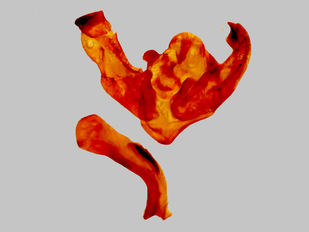 Bild Nr.09710 zum Vergrößern klicken Bild Nr.09710