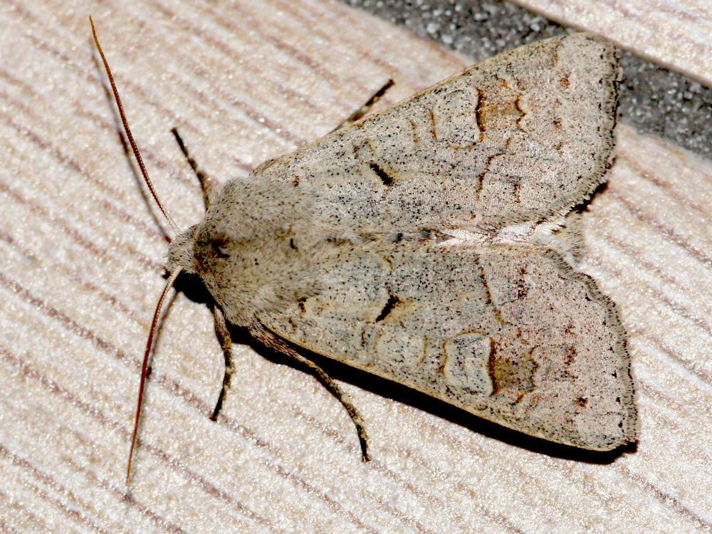 Bild Nr.09710 zum Vergrößern klicken Bild Nr.09710