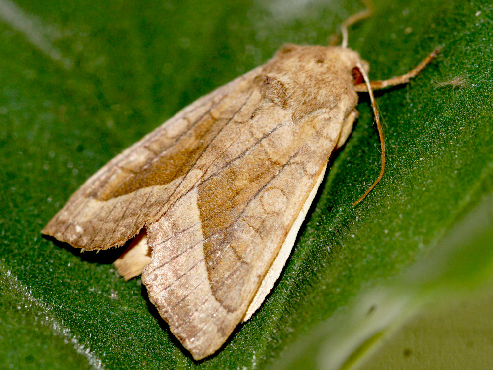 Bild Nr.09834 zum Vergrößern klicken Bild Nr.09834