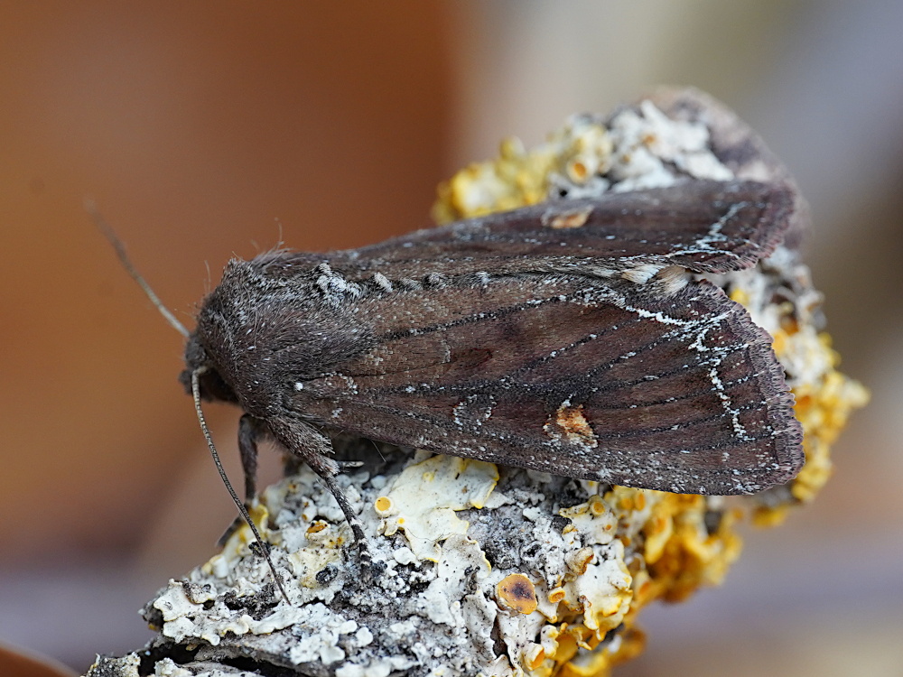 Bild Nr.09917 zum Vergrößern klicken Bild Nr.09917