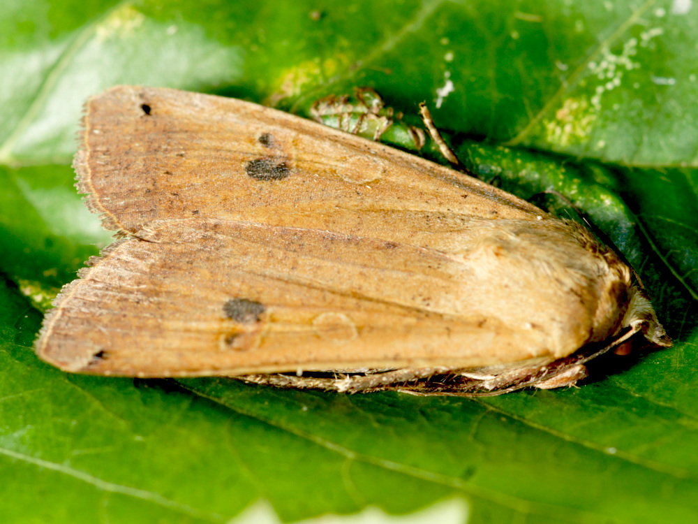 Bild Nr.10096 zum Vergrößern klicken Bild Nr.10096