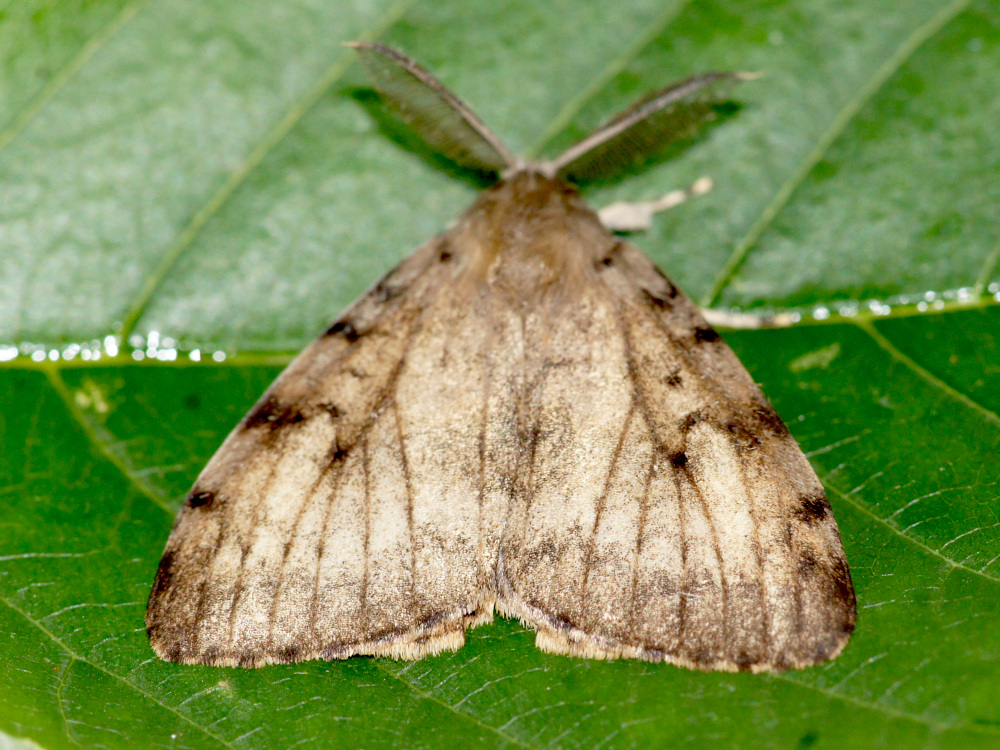 Bild Nr.10376 zum Vergrößern klicken Bild Nr.10376