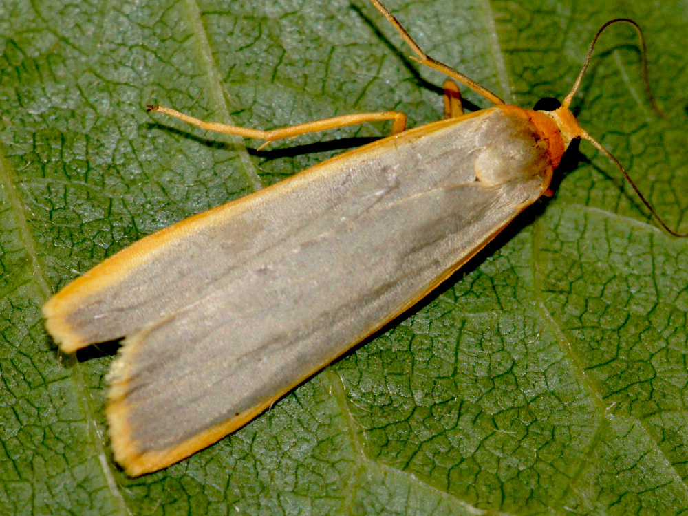 Bild Nr.10490 zum Vergrößern klicken Bild Nr.10490