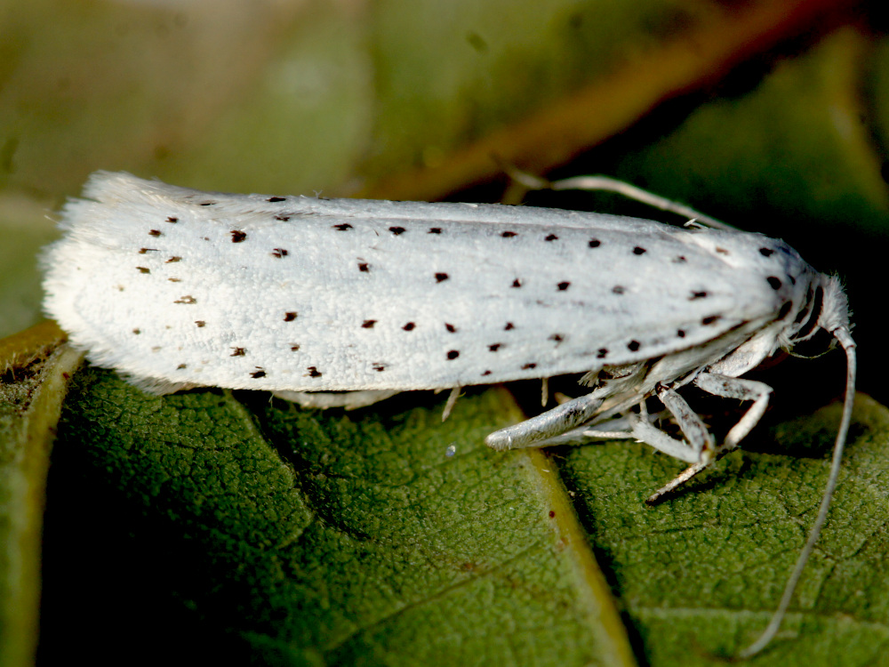 Bild Nr.01347 zum Vergrößern klicken Bild Nr.01347