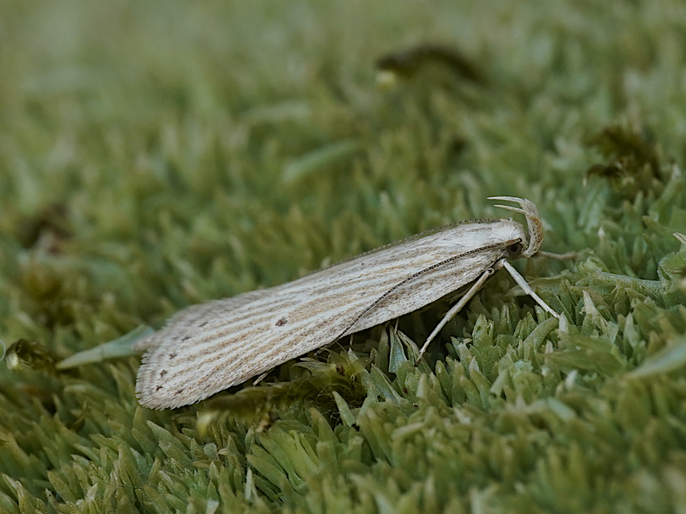 Bild Nr.03867 zum Vergrößern klicken Bild Nr.03867