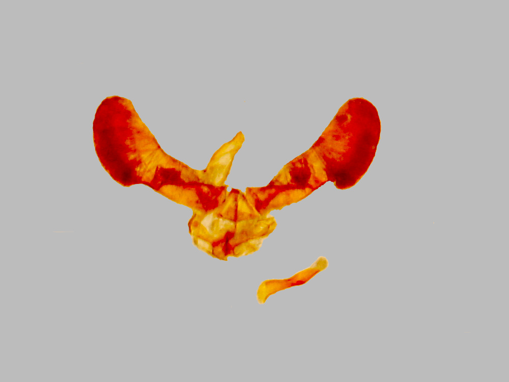 Bild Nr.05154 zum Vergrößern klicken Bild Nr.05154