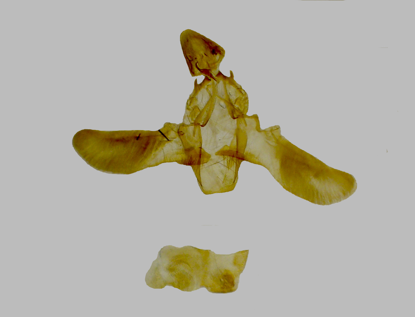 Bild Nr.05854 zum Vergrößern klicken Bild Nr.05854