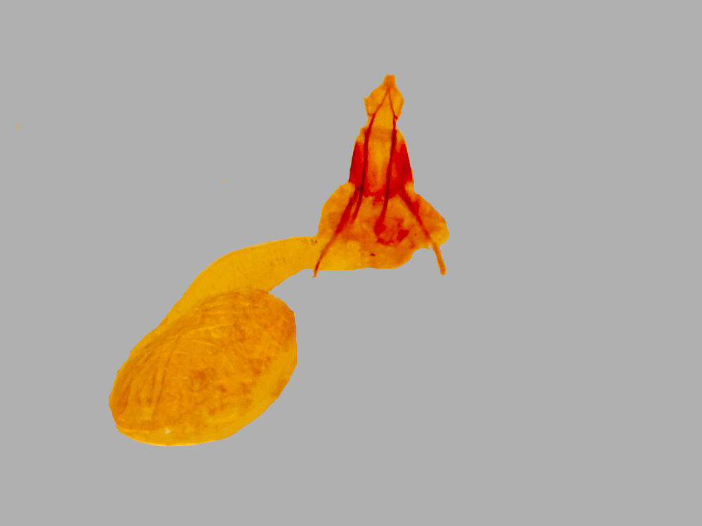 Bild Nr.05854 zum Vergrößern klicken Bild Nr.05854