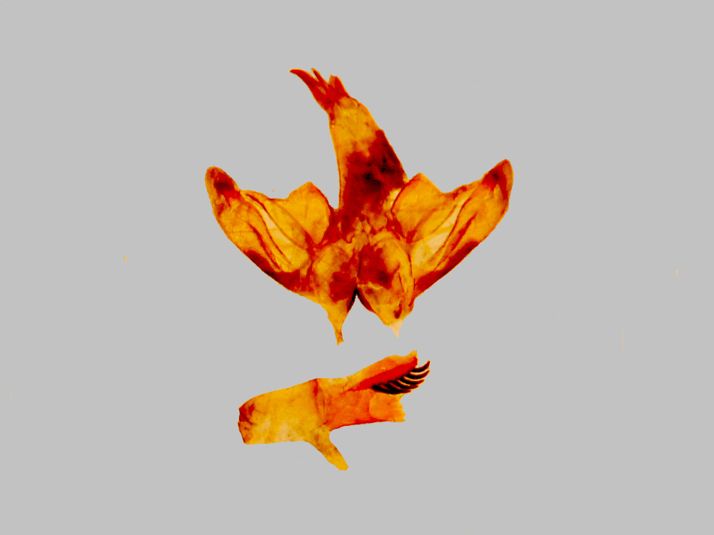 Bild Nr.06241 zum Vergrößern klicken Bild Nr.06241