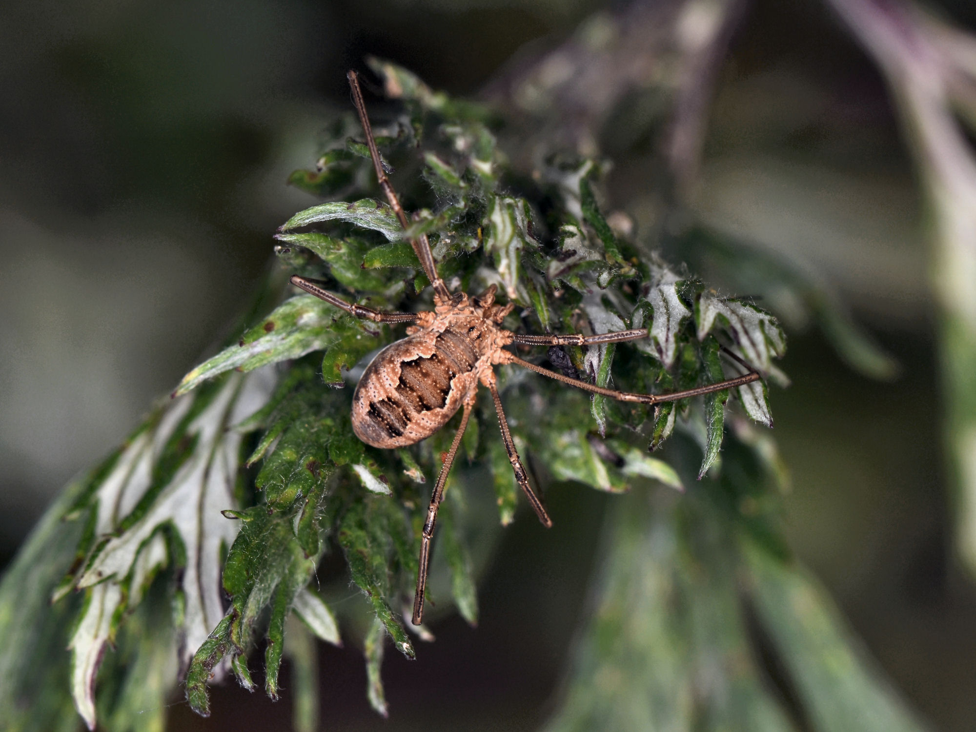 Bild Nr.08100 zum Vergrößern klicken Bild Nr.08100