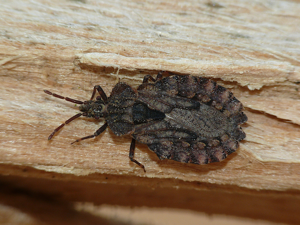 Bild Nr.0500 zum Vergrößern klicken Bild Nr.0500