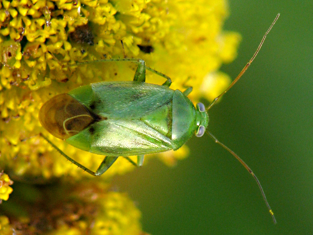 Bild Nr.18600 zum Vergrößern klicken Bild Nr.18600