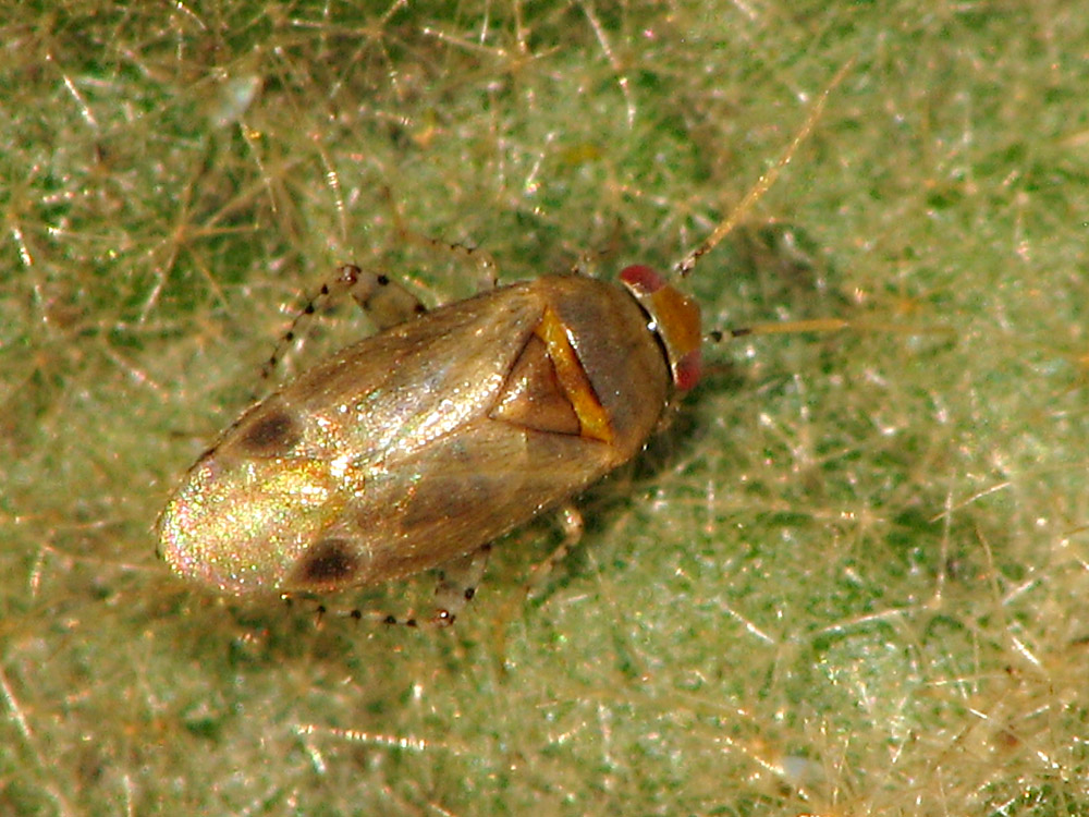 Bild Nr.20400 zum Vergrößern klicken Bild Nr.20400