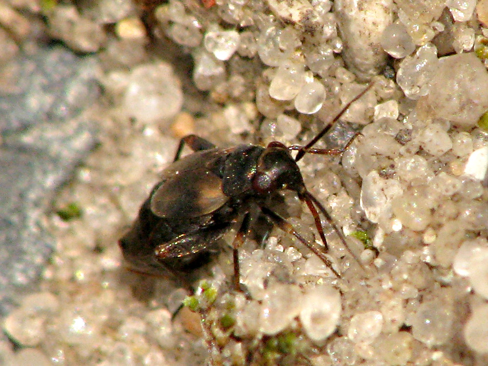 Bild Nr.21400 zum Vergrößern klicken Bild Nr.21400
