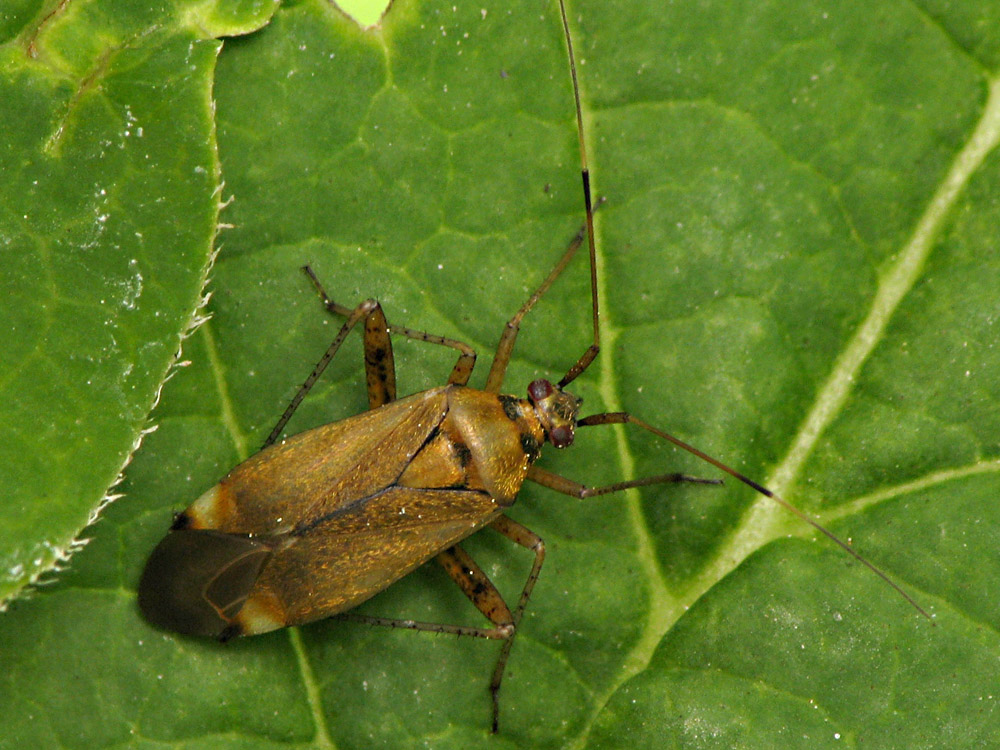 Bild Nr.21600 zum Vergrößern klicken Bild Nr.21600