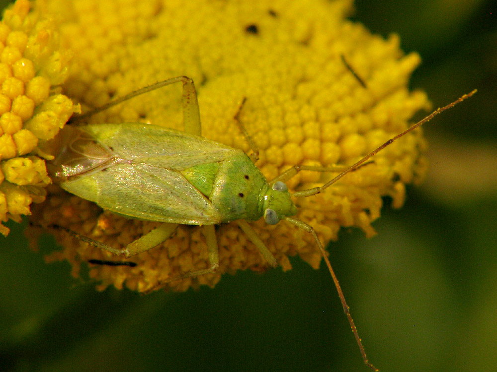 Bild Nr.21700 zum Vergrößern klicken Bild Nr.21700