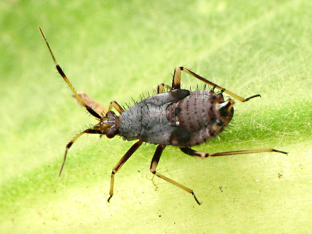 Bild Nr.22800 zum Vergrößern klicken Bild Nr.22800