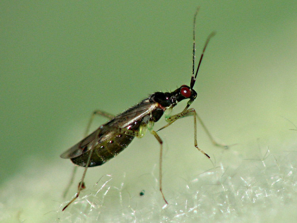 Bild Nr.23700 zum Vergrößern klicken Bild Nr.23700