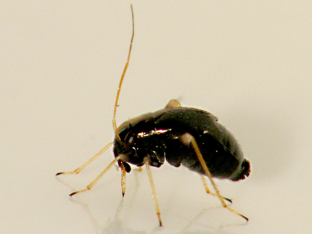 Bild Nr.24800 zum Vergrößern klicken Bild Nr.24800