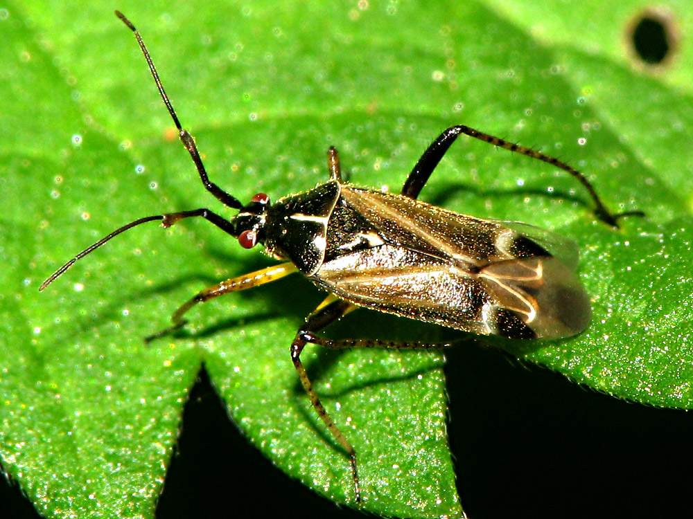 Bild Nr.24900 zum Vergrößern klicken Bild Nr.24900