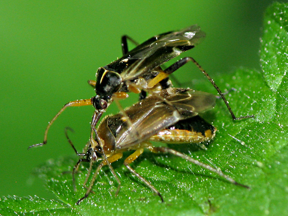 Bild Nr.24900 zum Vergrößern klicken Bild Nr.24900