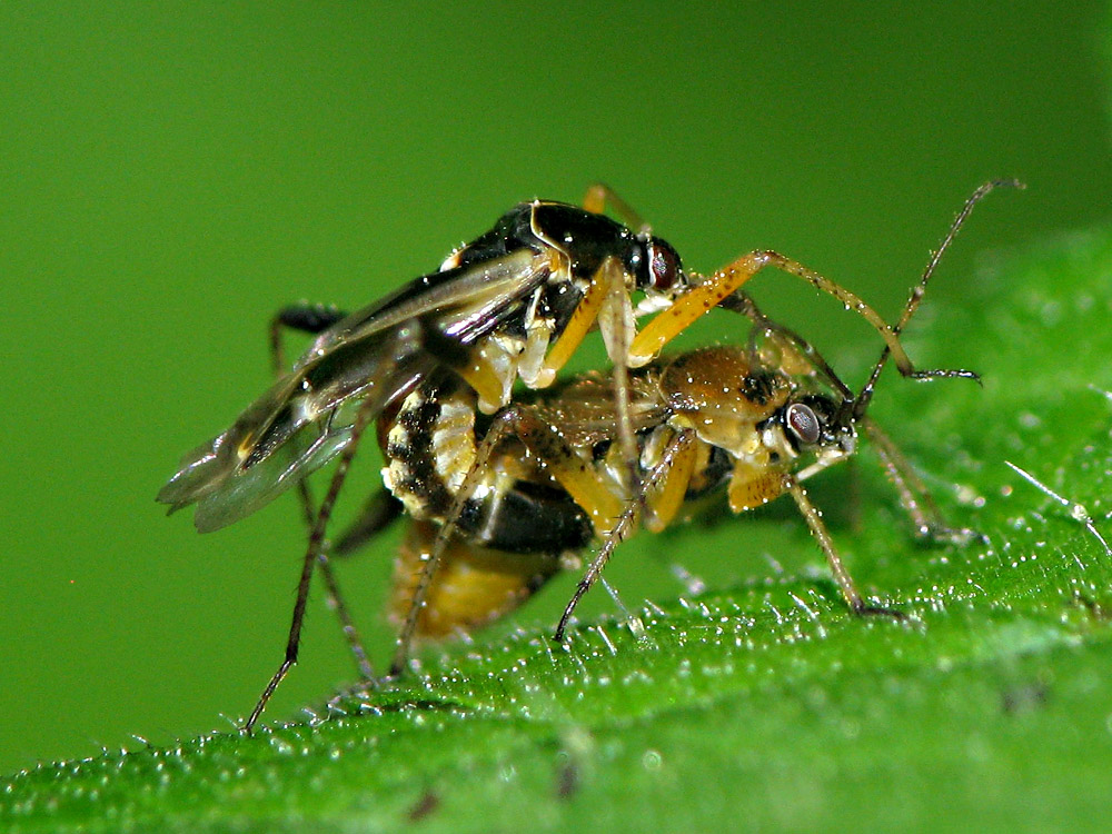 Bild Nr.24900 zum Vergrößern klicken Bild Nr.24900