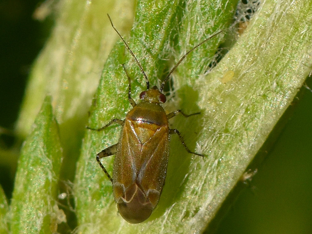 Bild Nr.4010 zum Vergrößern klicken Bild Nr.4010