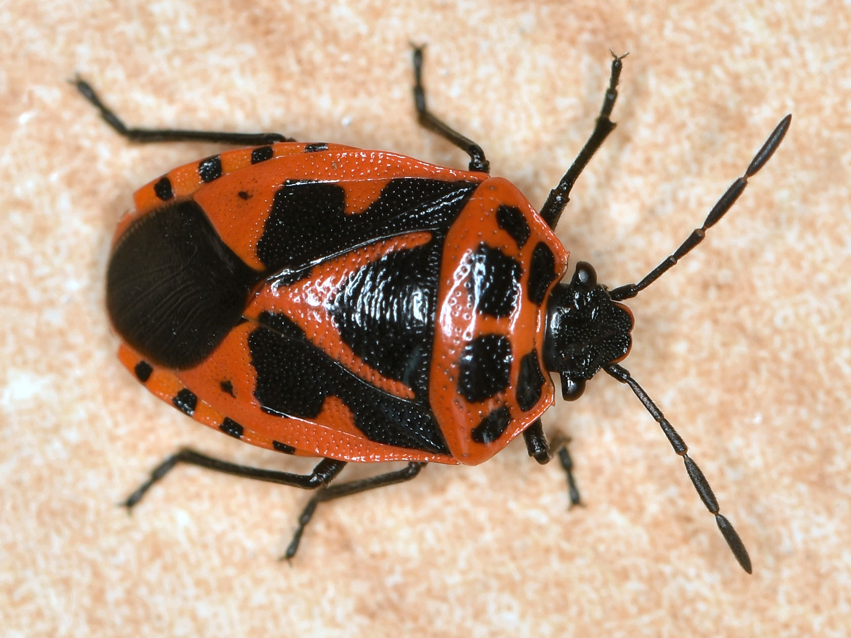 Bild Nr.42500 zum Vergrößern klicken Bild Nr.42500
