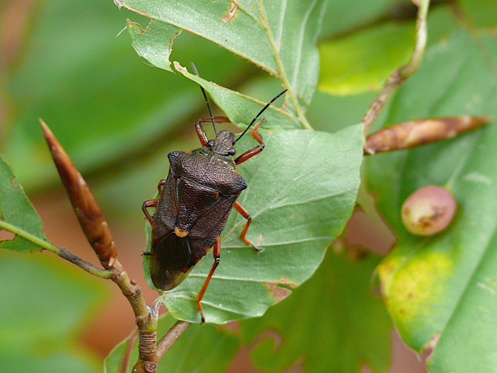 Bild Nr.4940 zum Vergrößern klicken Bild Nr.4940
