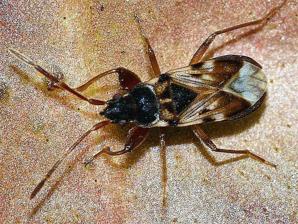 Bild Nr.52500 zum Vergrößern klicken Bild Nr.52500